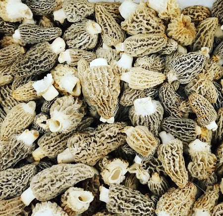 Fresh Blonde/Gray Morel Mushrooms (Per Pound) Shipping  the Week of May 18th.