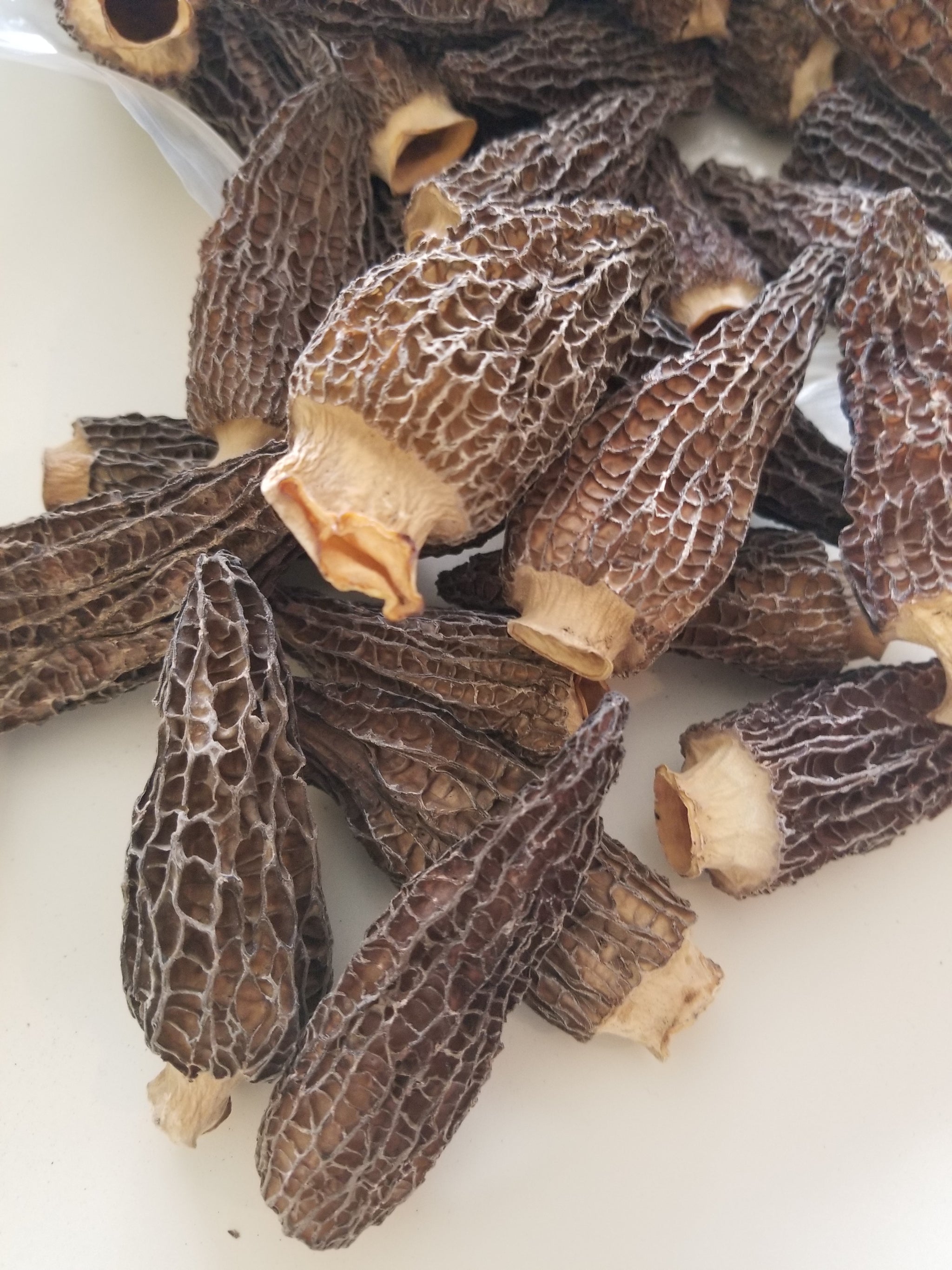 Grade A Dried Morel Mushrooms — 1 oz Sample $9.95