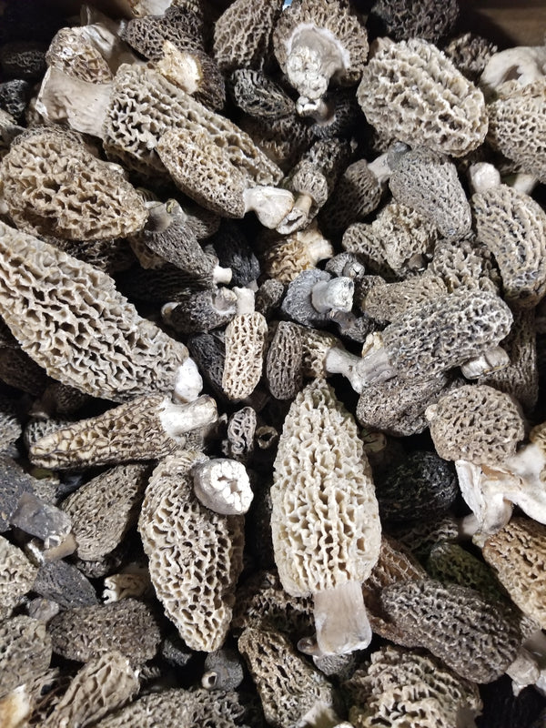 Fresh Wild Gray Morel Mushrooms PER POUND