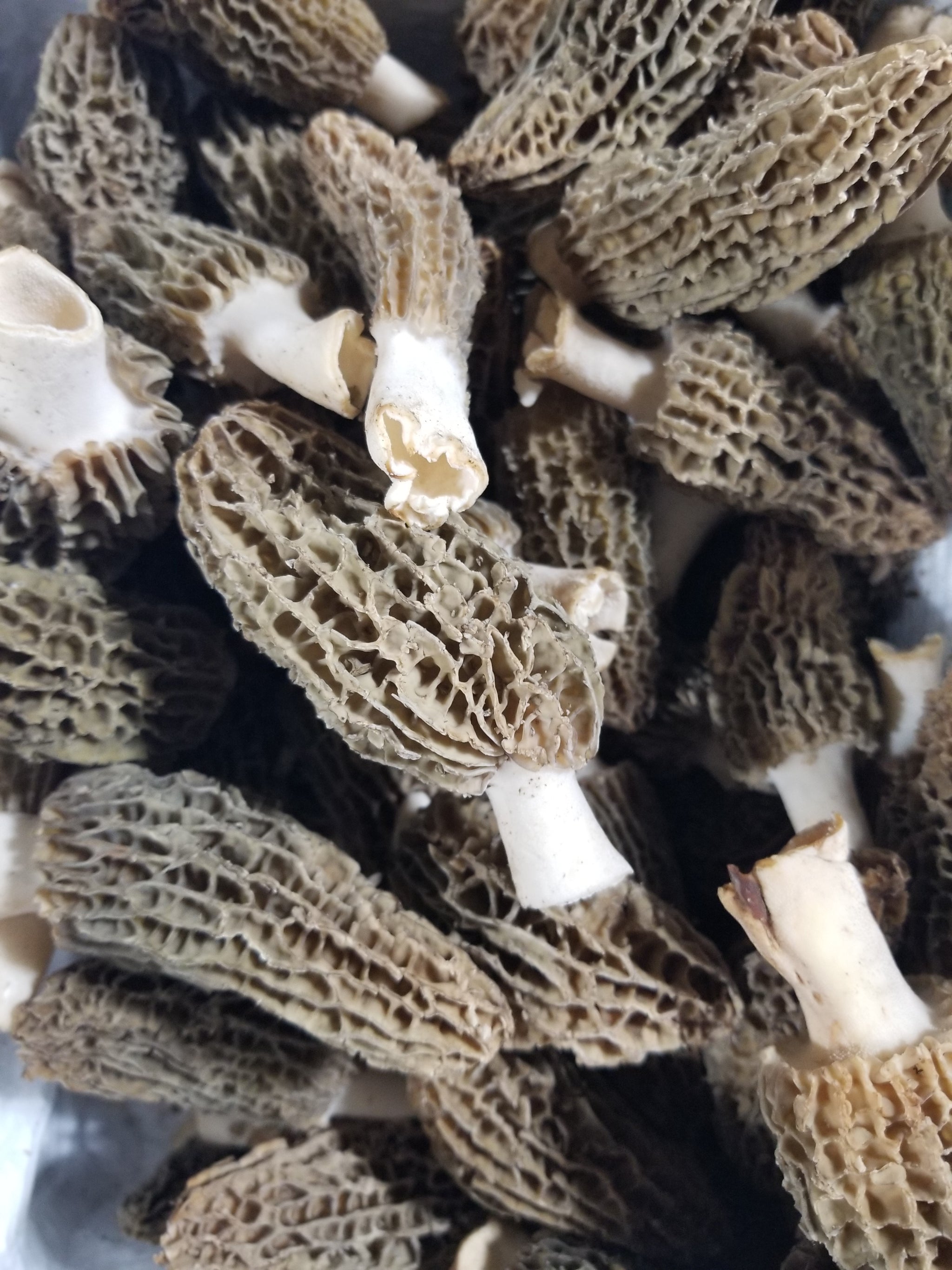 Fresh Morel Mushrooms PER POUND