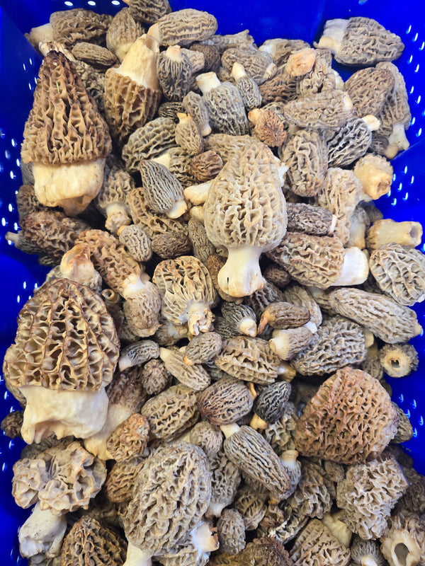 Morel Mushrooms, Morel Mushrooms For Sale, Fresh Morels Morelmasters
