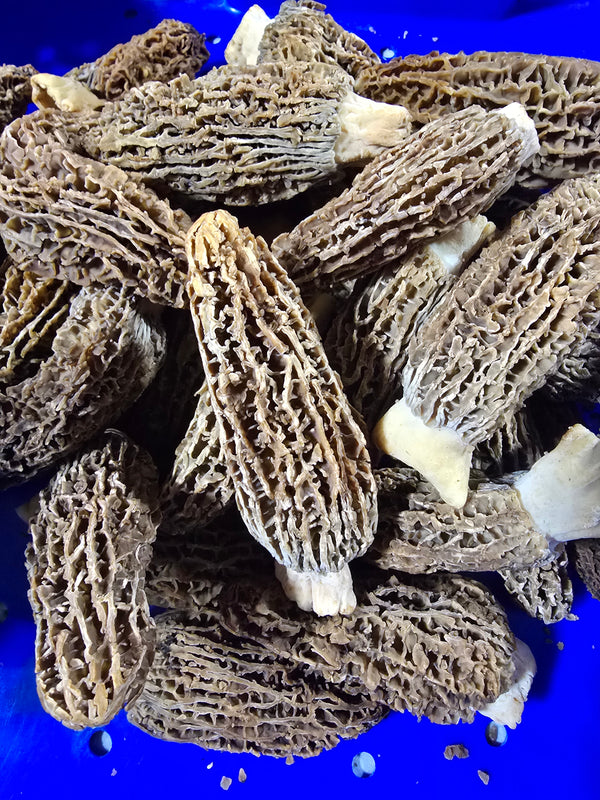 Pre-order Fresh Farm Raised Morel Mushrooms PER POUND