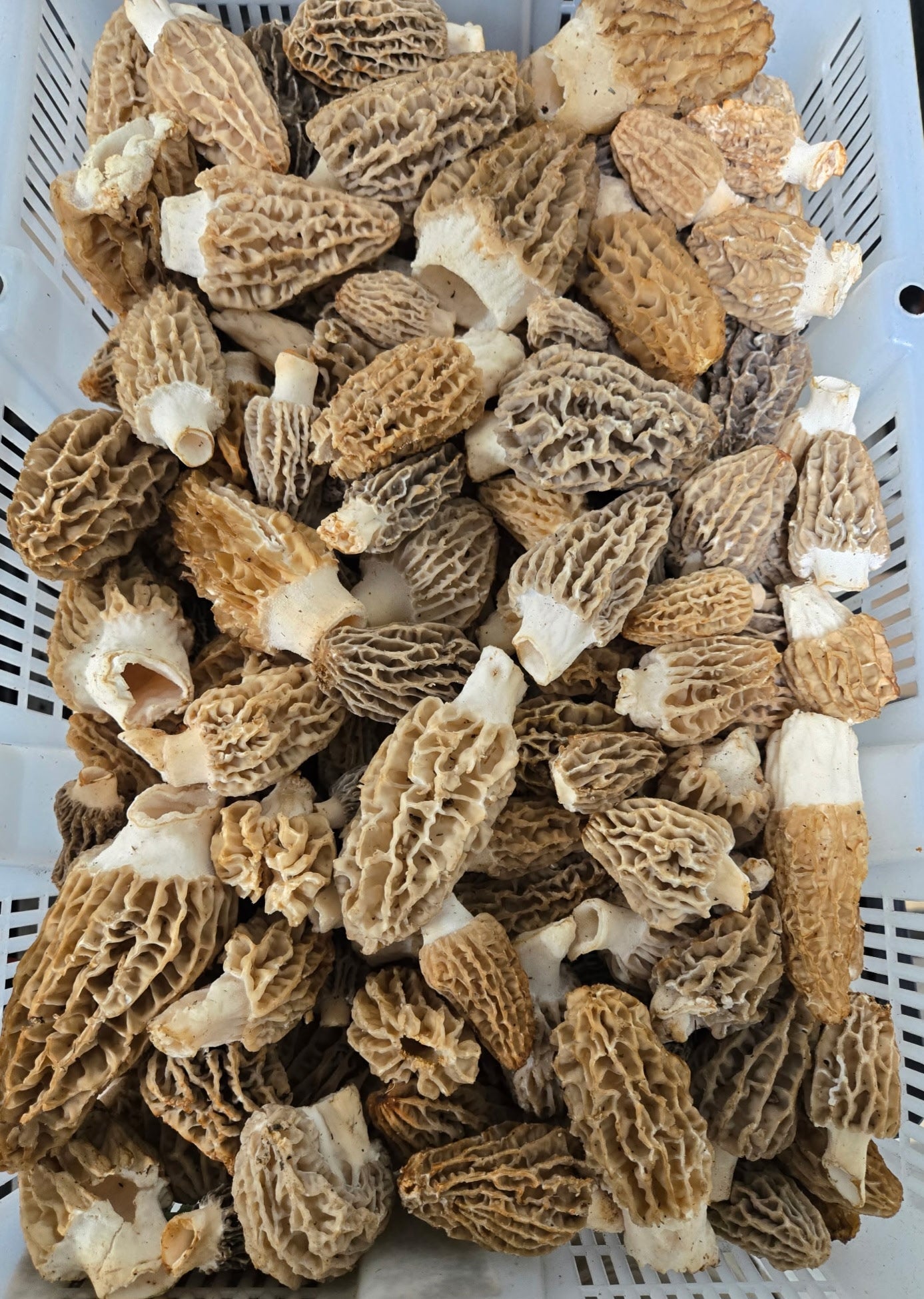 Fresh Blonde/Gray Morel Mushrooms - Shipping the Week of June 14th.