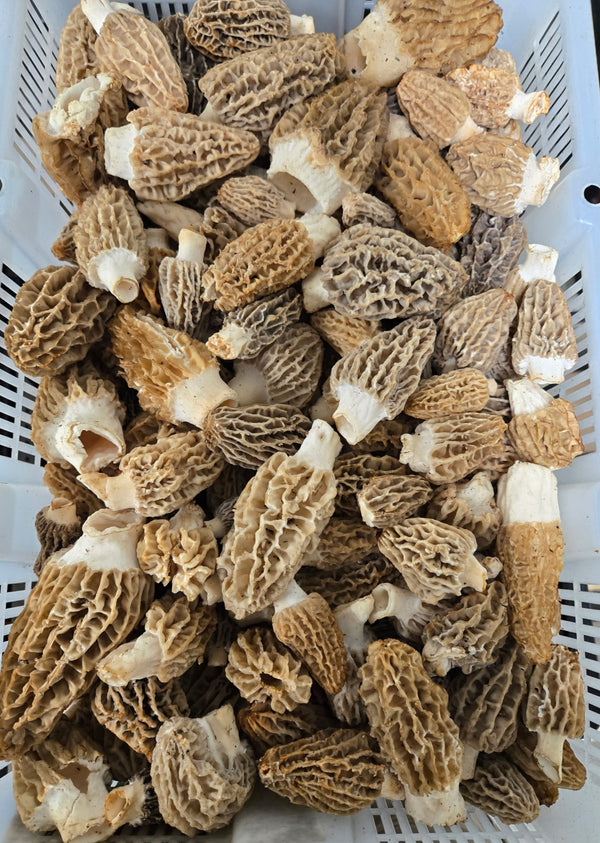 Fresh Blonde/Gray Morel Mushrooms - Shipping the Week of June 14th.