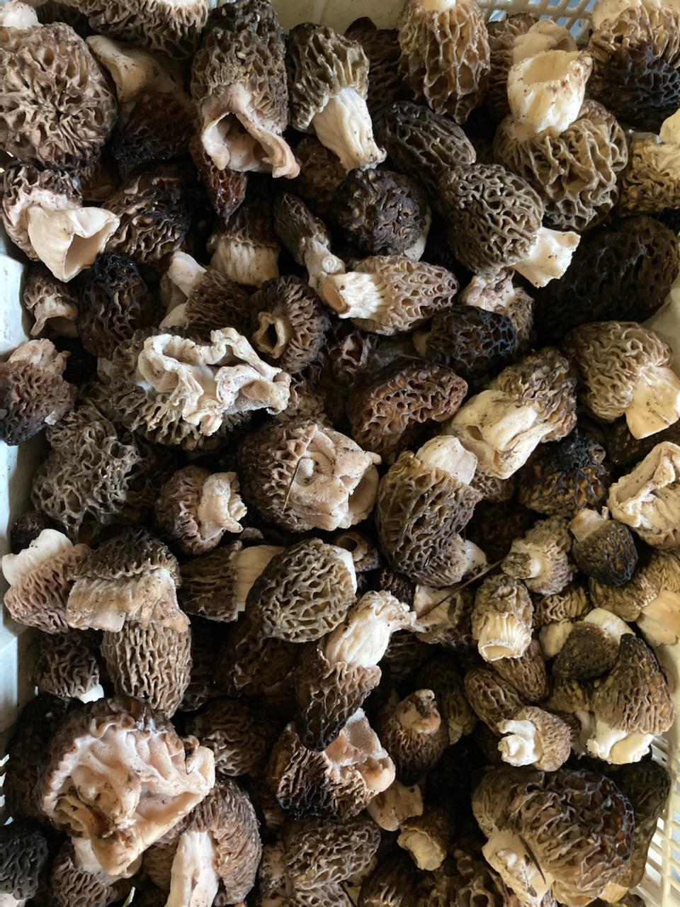 Fresh Wild Dark Morel Mushrooms