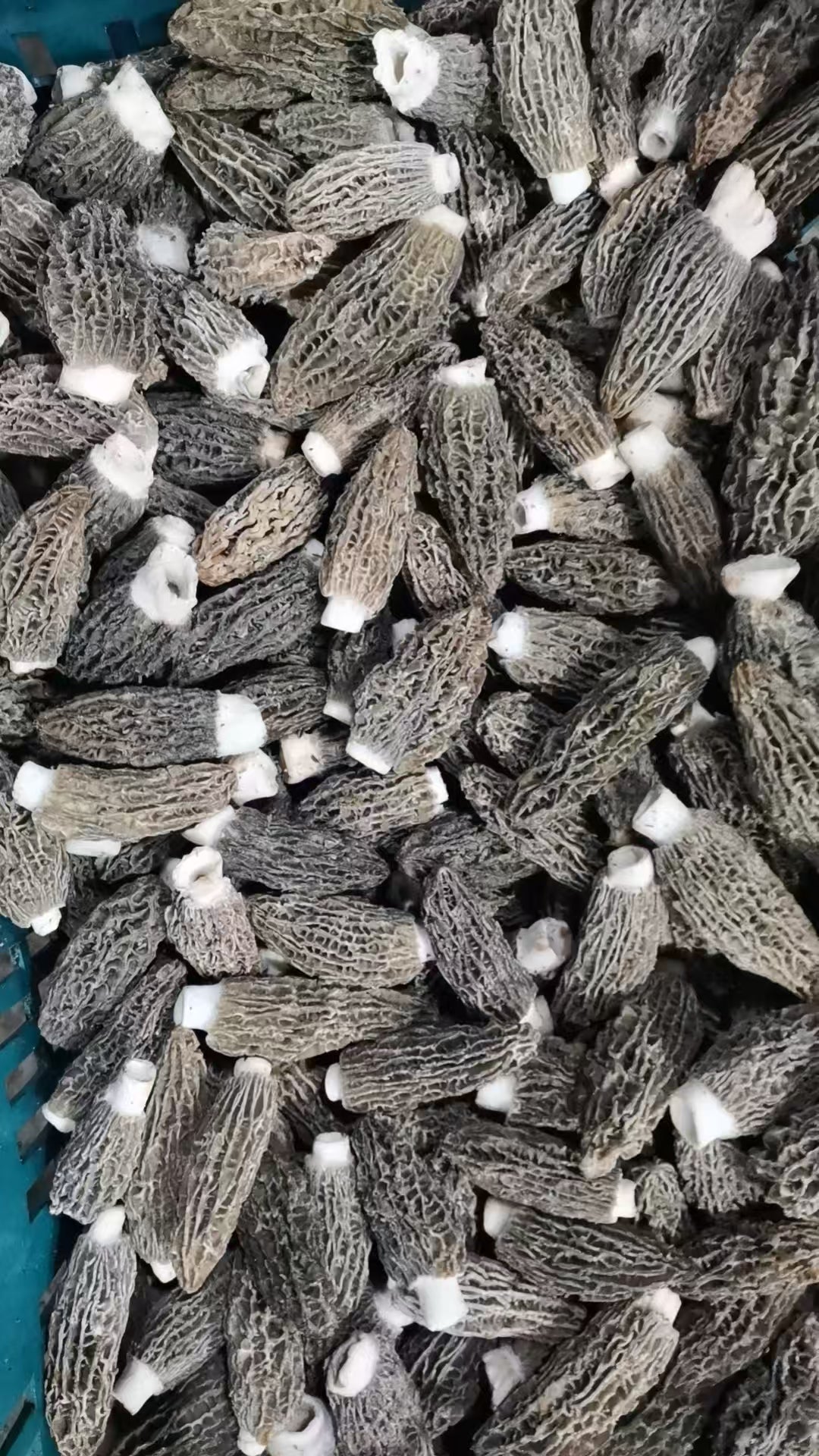 Fresh Morel Mushrooms
