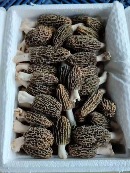 Fresh Farm Raised Morel Mushrooms PER POUND