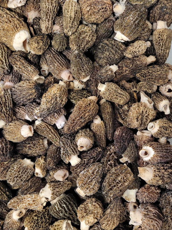 Fresh Wild Morel Mushrooms