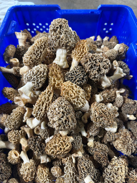 Fresh Wild Blonde/Gray Morel Mushrooms Per Pound