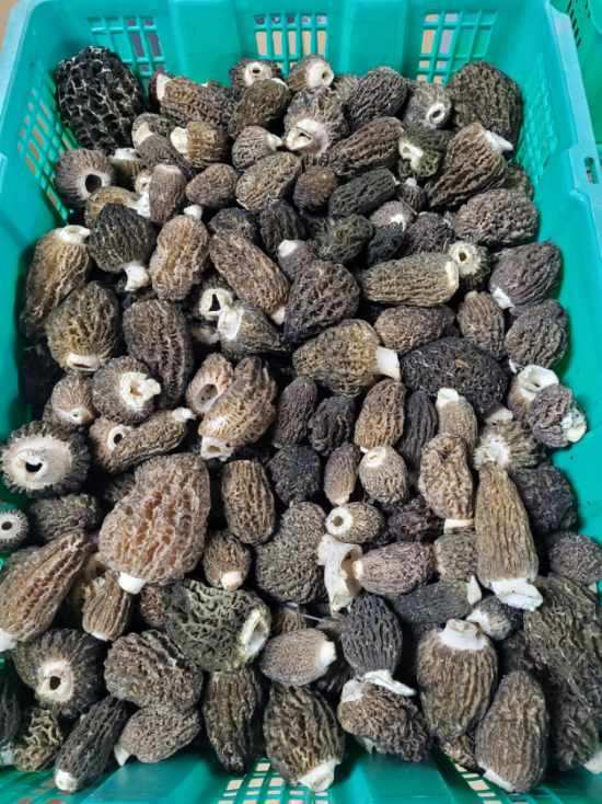 Fresh Wild Morel Mushrooms