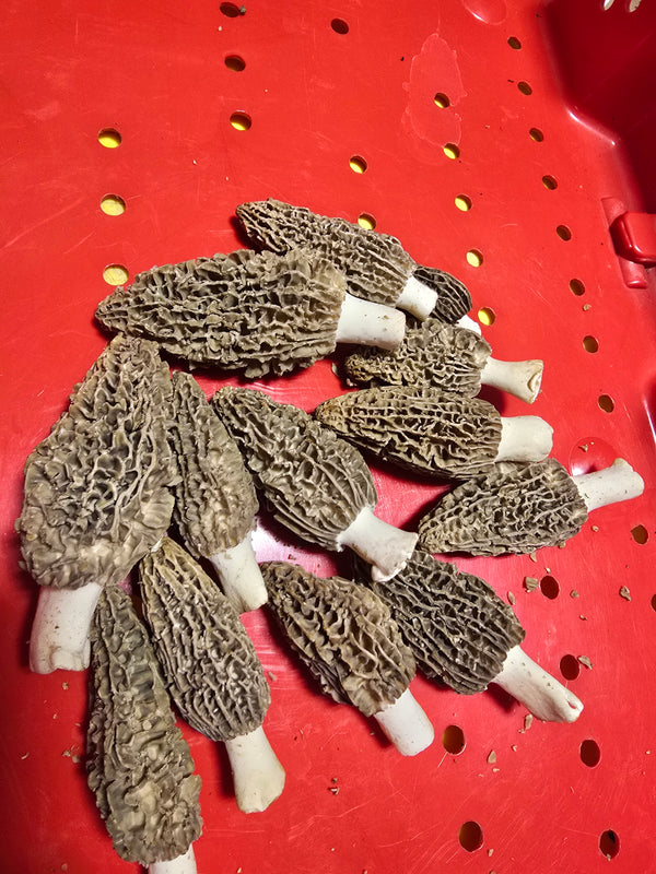 Fresh Morel Mushrooms/4 ounce sample/Shipping the week of Feb 2nd or tje following week