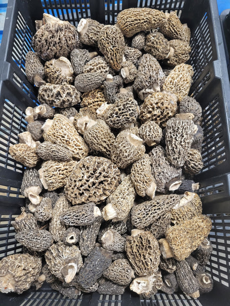 Fresh Gray Morel Mushrooms - Shipping the Week of June 8th or the Following Week
