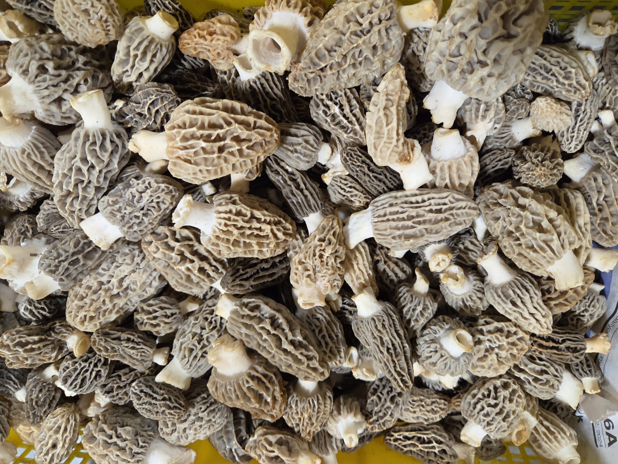 Fresh Blonde/Gray Morel Mushrooms Per Pound/Shipping the week of March 16th or the following week.