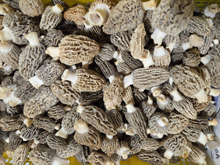 Fresh Blonde/Gray Morel Mushrooms Per Pound/Shipping the week of March 16th or the following week.