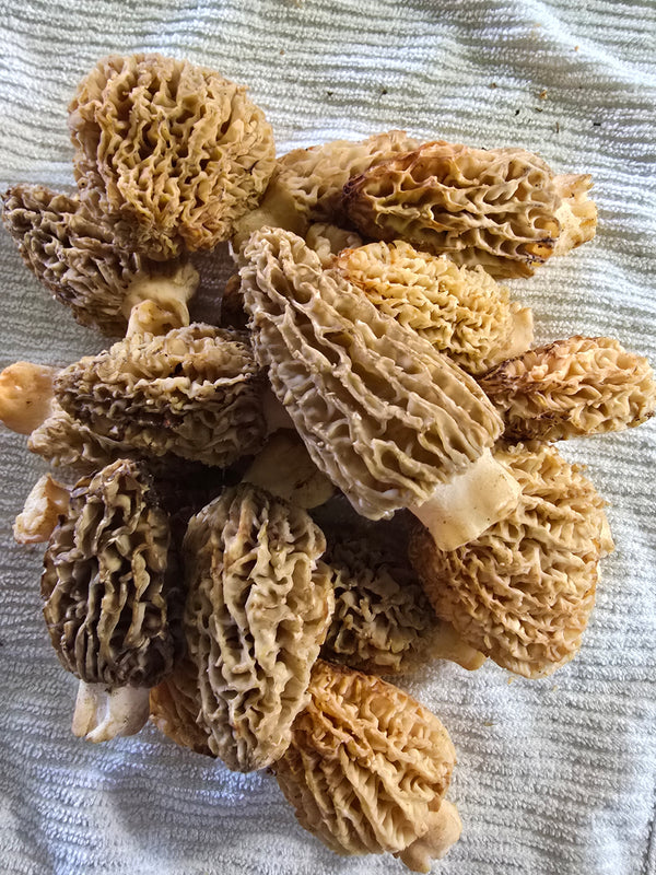 Fresh Blonde/Gray Morel Mushrooms (Per Pound) Shipping Monday-Thursday