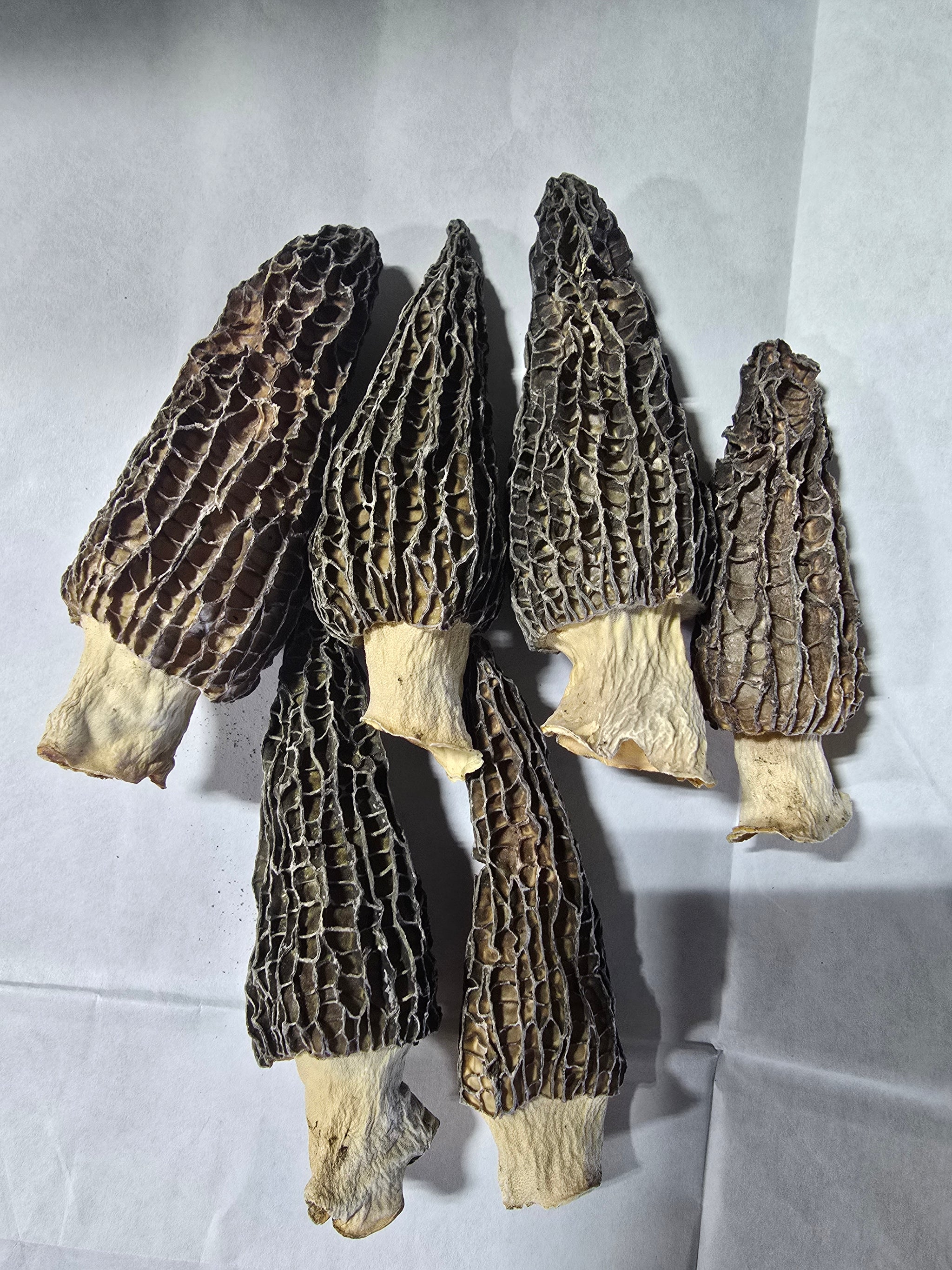 Dried Morel Mushroom Sample Grade A LIMIT 1