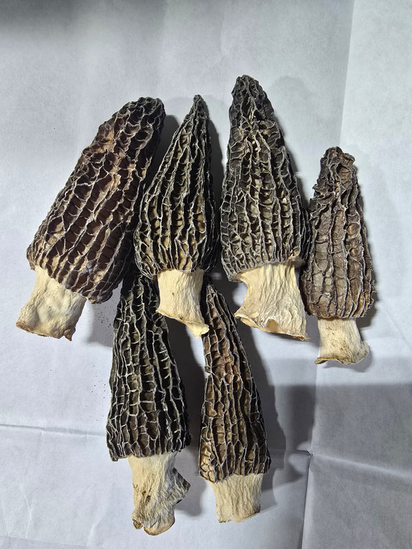 Dried Morel Mushroom Sample Grade A LIMIT 1