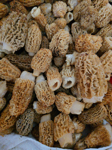 Fresh Blonde/Gray Morel Mushrooms - Shipping the Week of June 8th or the Following Week