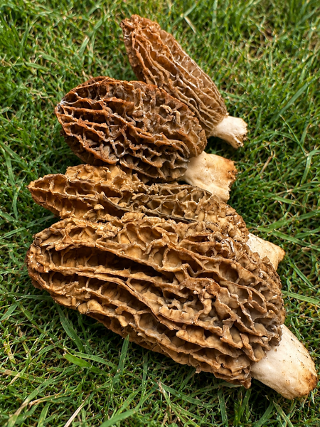 Pre-Order Fresh Farm Raised Morel Mushrooms - Shipping mid-late September.