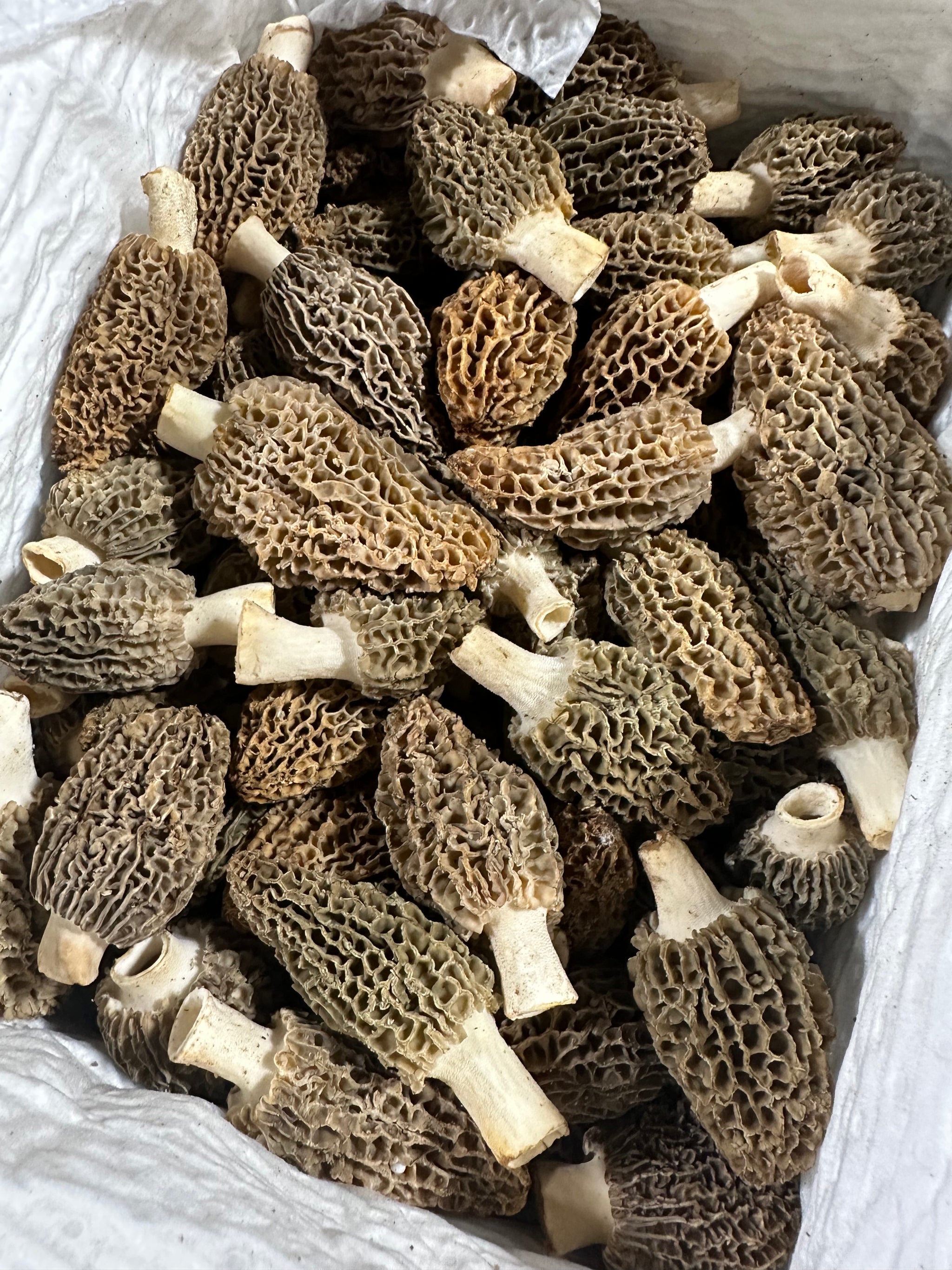 Fresh Farm Raised Morel Mushrooms PER POUND
