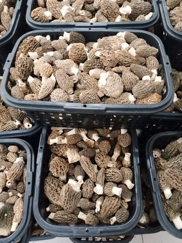Fresh Blonde/Gray Morel Mushrooms Per Pound/Shipping the week of April 6th or the Following Week
