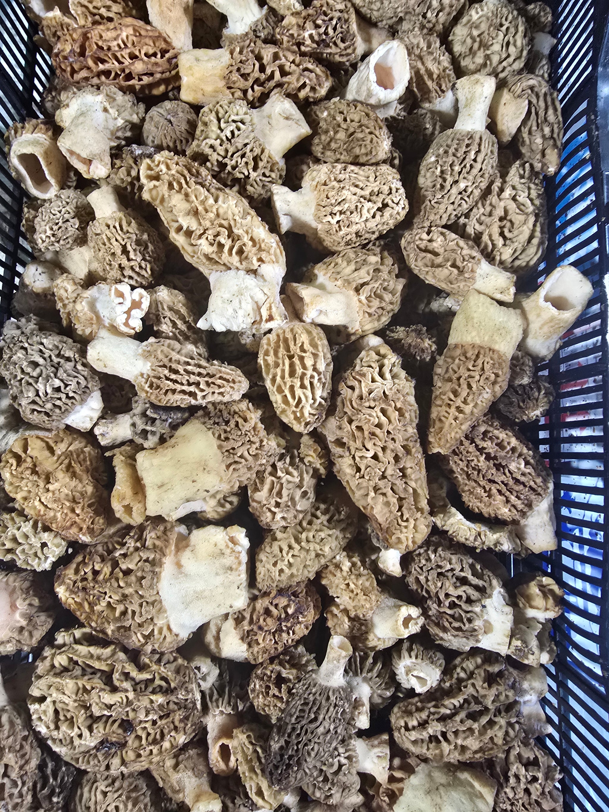 Fresh Wild Blonde/Gray Morel Mushrooms Per Pound