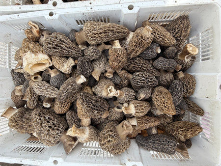 Fresh Gray Morel Mushrooms - Shipping the Week of June 8th or the Following Week