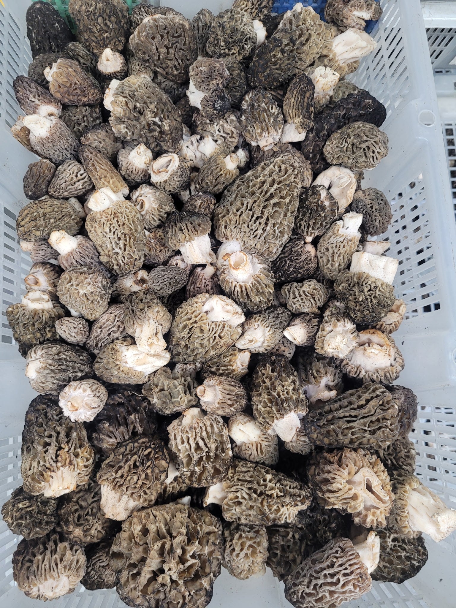 Fresh Wild Morel Mushrooms