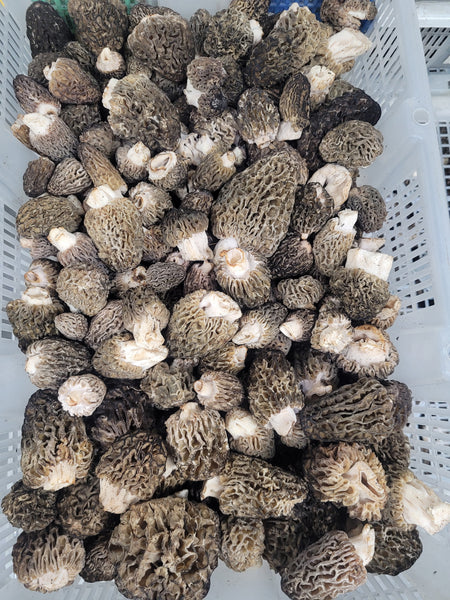Fresh Wild Morel Mushrooms