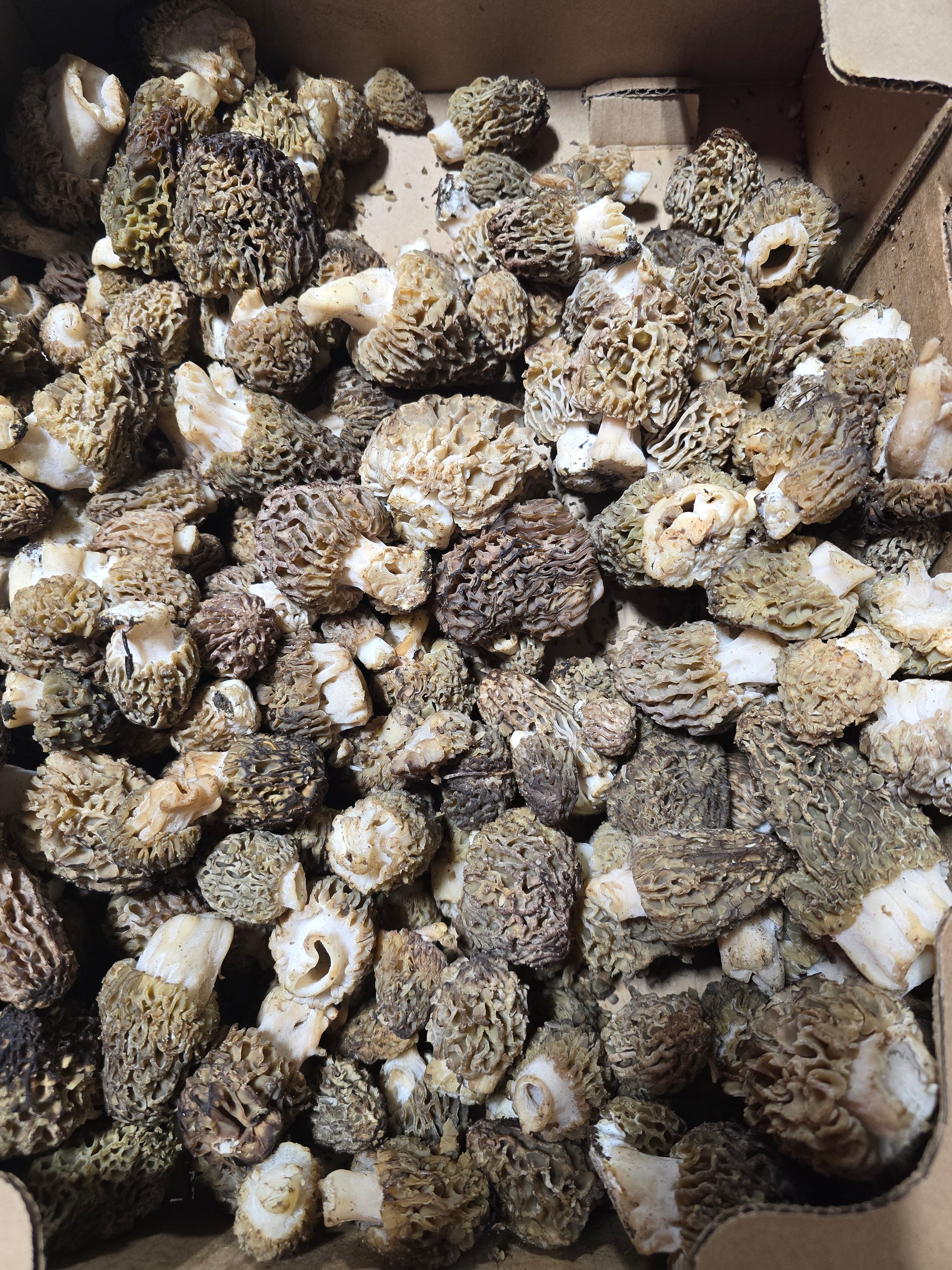 Fresh Morel Mushrooms (Various Colors), (Per lb) Shipping the Week of April 27th or the Following Week.