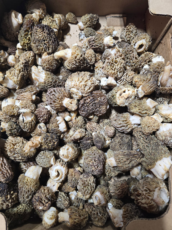Fresh Morel Mushrooms (Various Colors), (Per lb) Shipping the Week of April 27th or the Following Week.