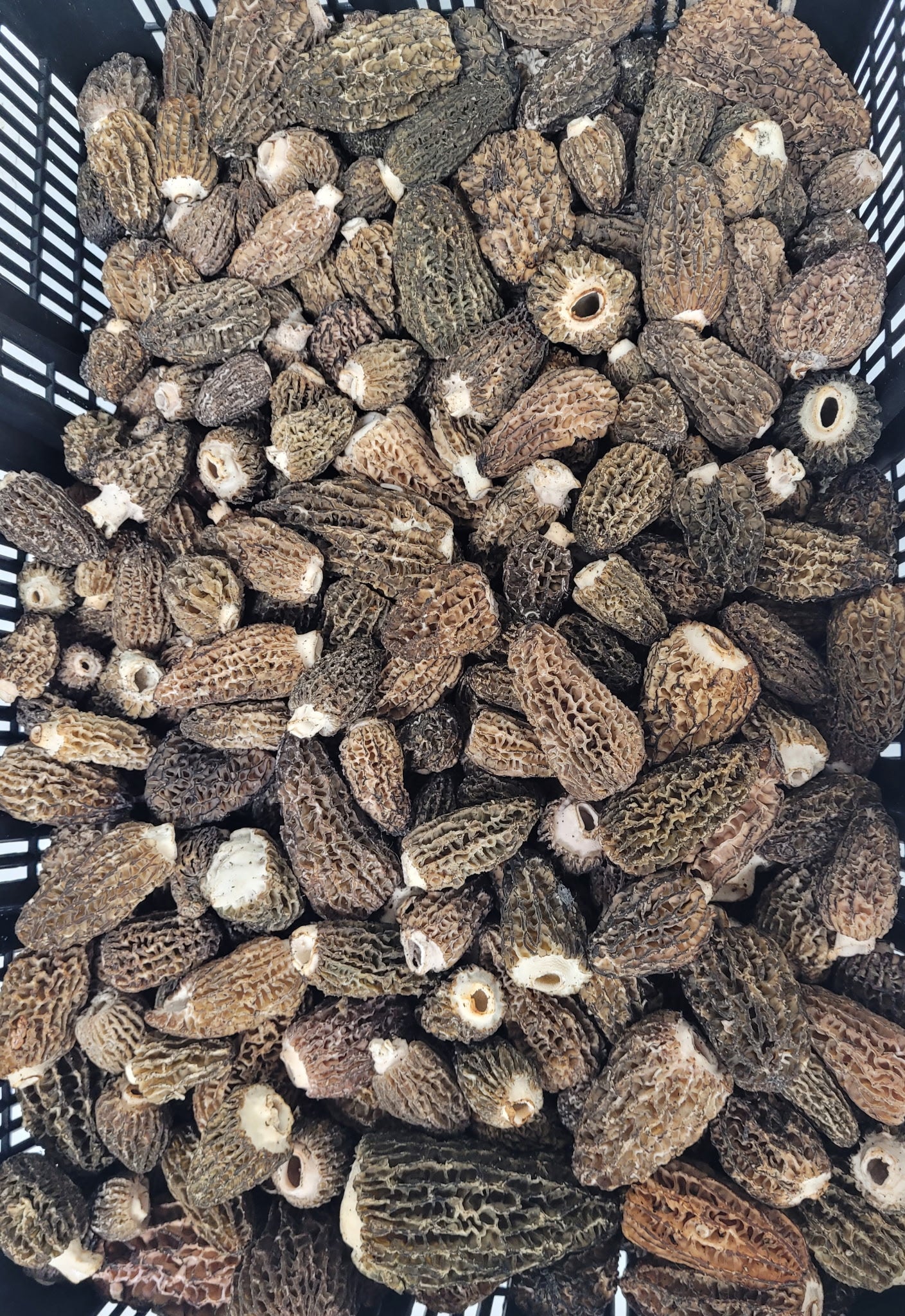 Fresh Wild Morel Mushrooms