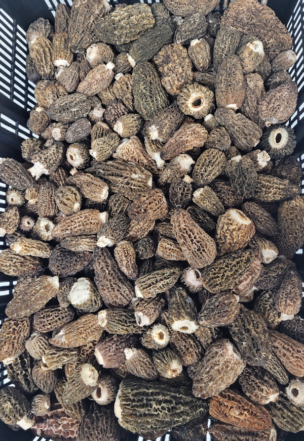 Fresh Wild Morel Mushrooms