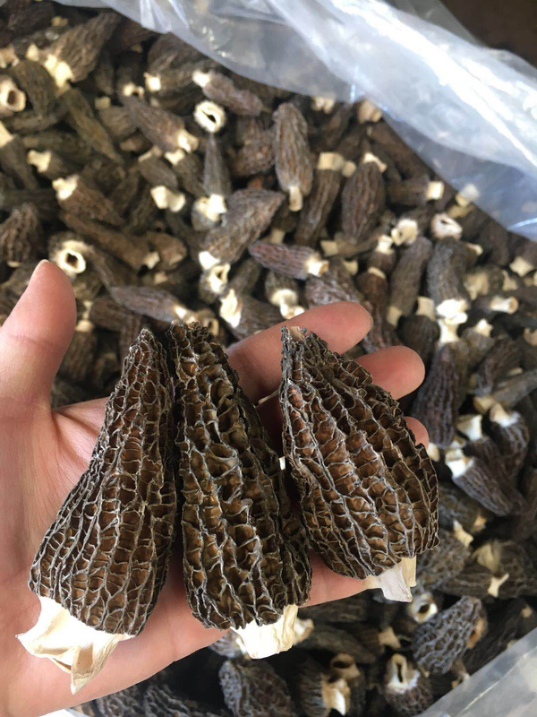 Grade A Dried Morel Mushrooms