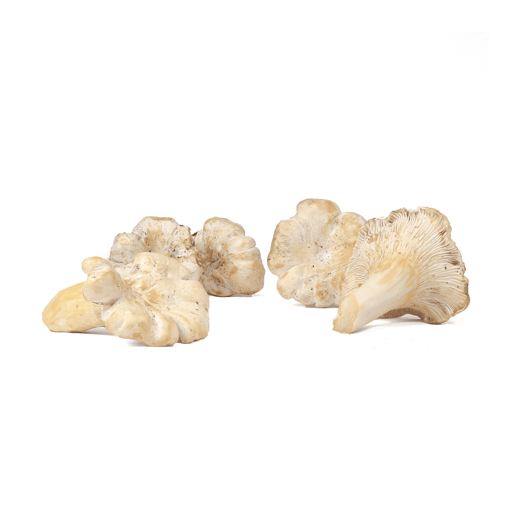 Fresh White Chanterelle Mushrooms